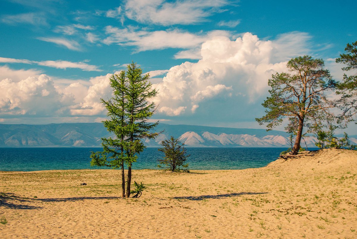 Шагающие деревья на байкале фото