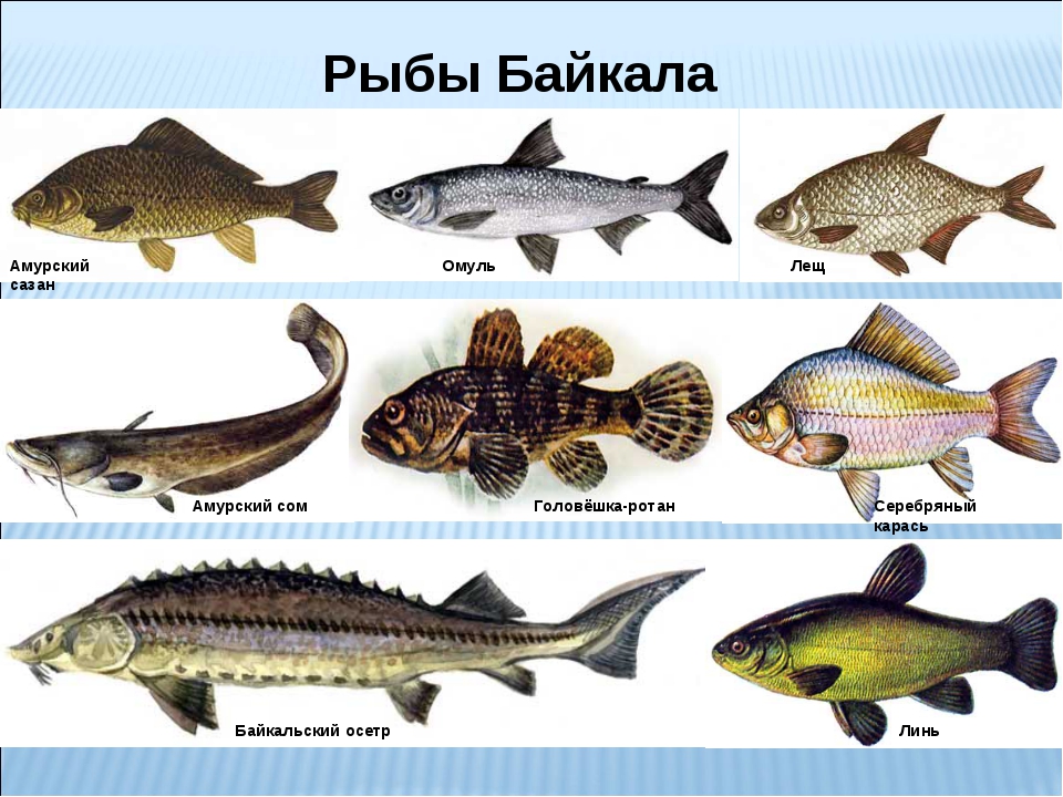 Рыбы Байкала