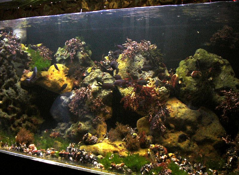 Черноморский аквариум